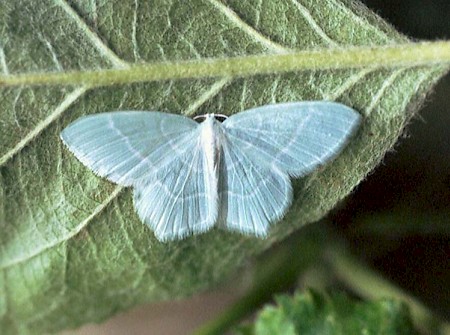 Little Emerald Jodis lactearia