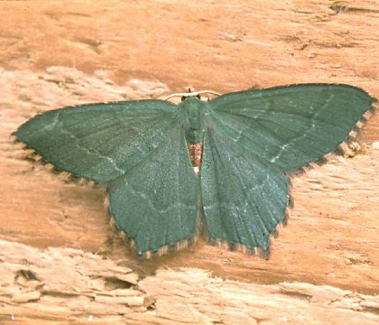 Adult &bull; &copy; David Painter