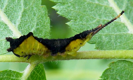 Puss Moth Cerura vinula