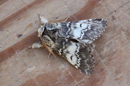 Lunar Marbled Brown Drymonia ruficornis