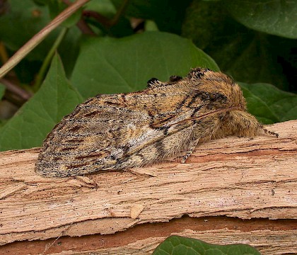 Adult &bull; &copy; Les Hill