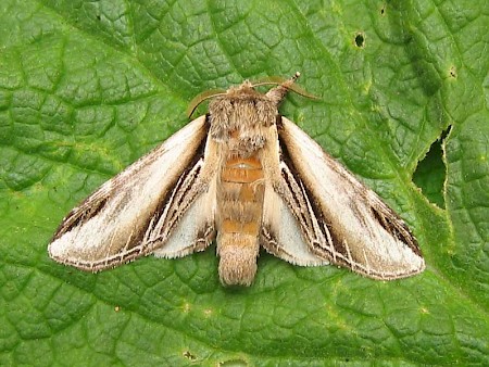 Swallow Prominent Pheosia tremula