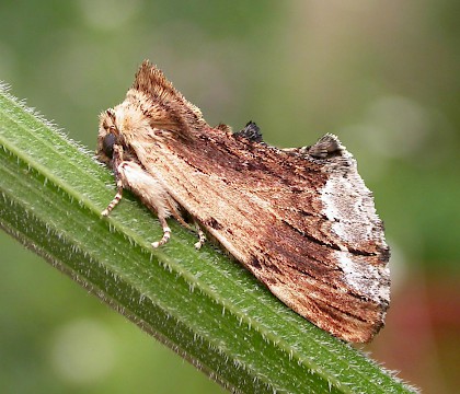 Adult &bull; Ipswich, Suffolk &bull; &copy; Paul Kitchener