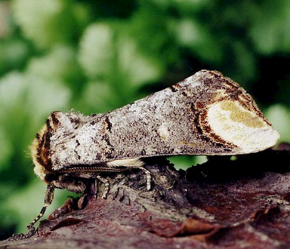 Adult &bull; Littleborough, Lancashire &bull; &copy; Ian Kimber