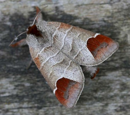 Chocolate-tip Clostera curtula