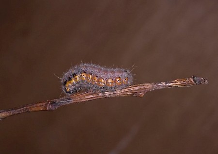 Small Chocolate-tip Clostera pigra