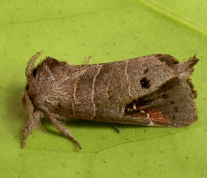 Adult &bull; Normandy, France &bull; &copy; Derek Parkinson