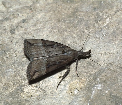 Adult &bull; &copy; David Green/Butterfly Conservation