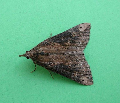 Adult &bull; Timsbury, Somerset &bull; &copy; Mike Bailey