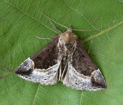 Adult &bull; Hardcastle Crags, W. Yorkshire &bull; &copy; Ian Kimber