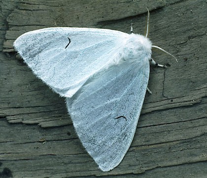 Adult &bull; Rosnay, central France &bull; &copy; Rob Petley-Jones