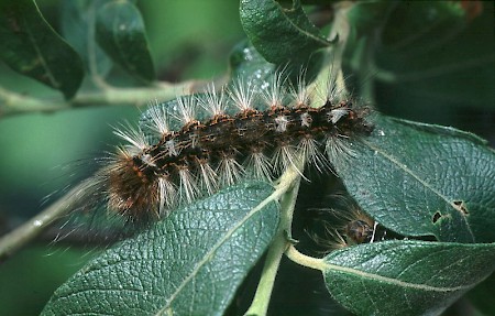 Black V Moth Arctornis l-nigrum