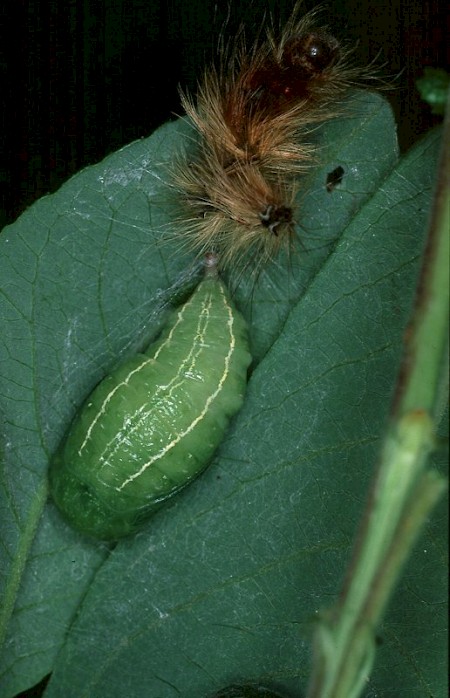 Black V Moth Arctornis l-nigrum