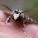 Head & antennae • Head & antennae of male. Fleet, Hampshire • © Les Mercer