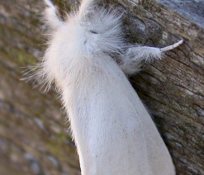 Adult &bull; Guernsey, Channel Islands &bull; &copy; Mark Lawlor