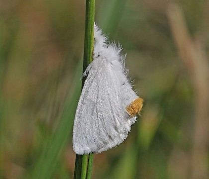 Adult &bull; Durlston Country Park, Dorset &bull; &copy; Mark V Pike