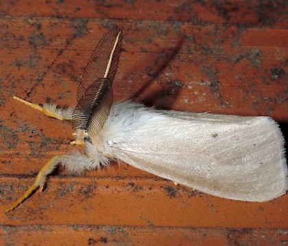 Male &bull; &copy; Ivan Pancic