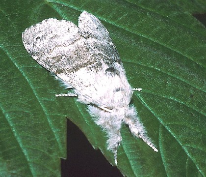 Adult &bull; &copy; Nick Greatorex-Davies