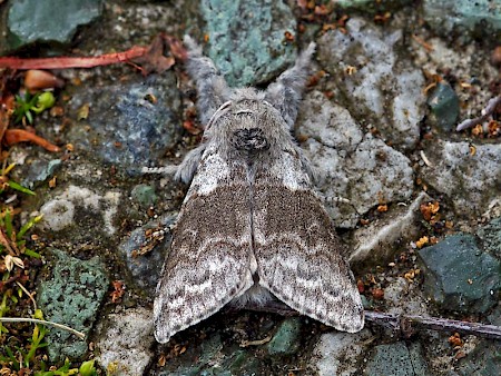 Pale Tussock Calliteara pudibunda