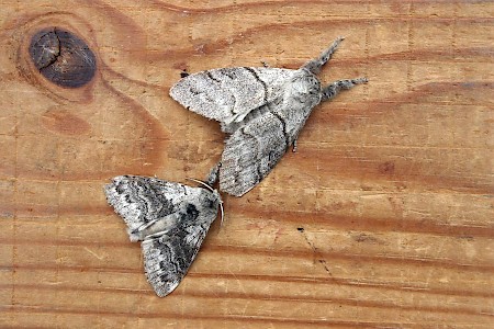 Pale Tussock Calliteara pudibunda