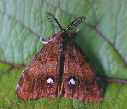 Male &bull; Littleborough, Lancashire &bull; &copy; Ian Kimber