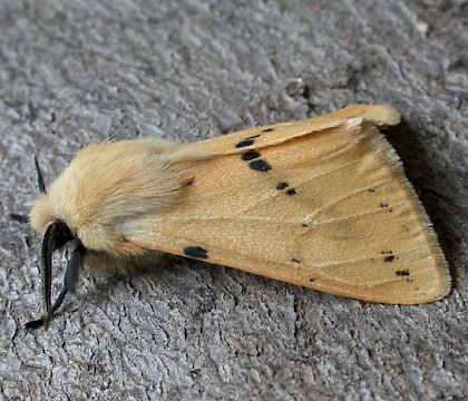 Adult &bull; Littleborough, Lancashire &bull; &copy; Ian Kimber