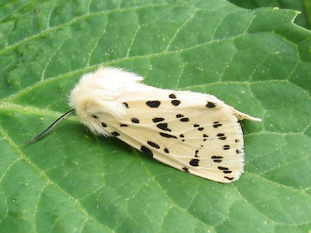 White Ermine Spilosoma lubricipeda