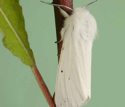 Adult &bull; &copy; Reg Fry