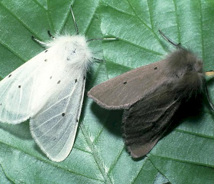 Pair &bull; Boxhill, Surrey &bull; &copy; Jim Porter