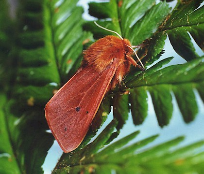 Adult &bull; Bere Alston, Devon &bull; &copy; Ian Kimber