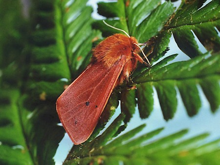 Ruby Tiger Phragmatobia fuliginosa