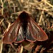 Adult • ssp. borealis, Banffshire • © Roy Leverton