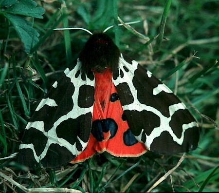 Garden Tiger Arctia caja