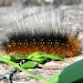 Larva • Strumpshaw Fen, Norfolk • © Shane Farrell