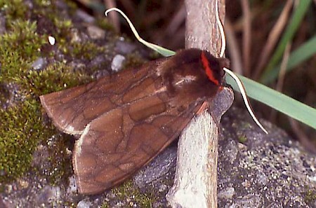 Garden Tiger Arctia caja