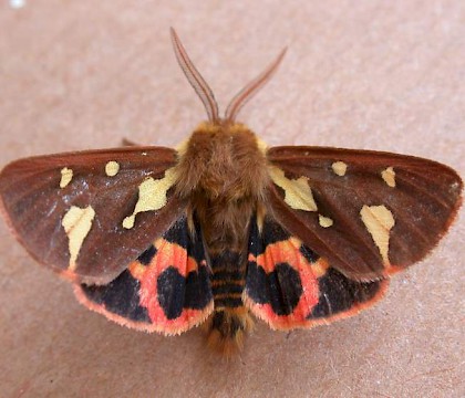 Male &bull; Kingsham, West Sussex &bull; &copy; Sarah Patton