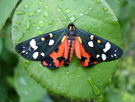 Scarlet Tiger Callimorpha dominula