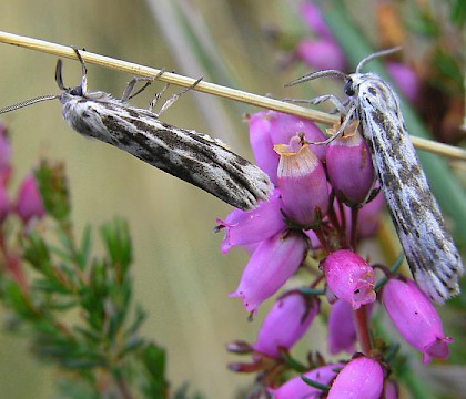 Adults &bull; Dorset &bull; &copy; Chris Manley