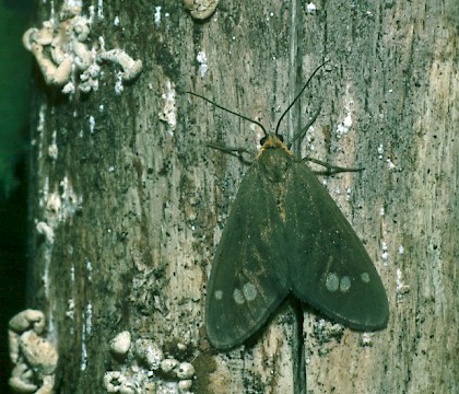 Adult &bull; &copy; Gianpiero Ferrari