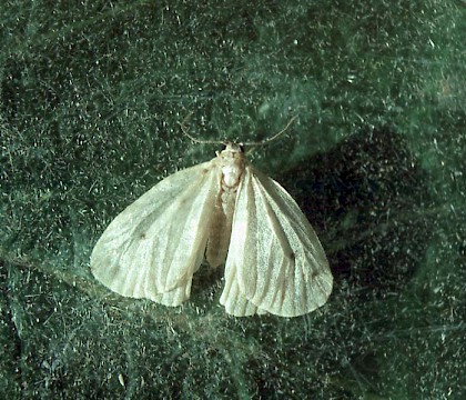 Adult &bull; &copy; David Painter