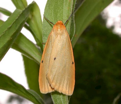 Adult &bull; &copy; Matthias Biere