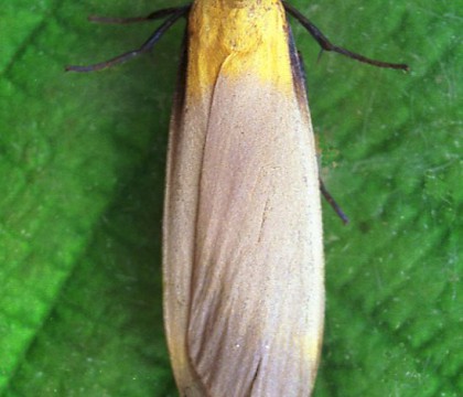 Male &bull; Gower, Glamorgan &bull; &copy; David Painter