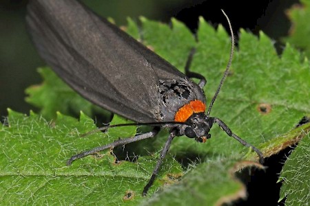 Red-necked Footman Atolmis rubricollis