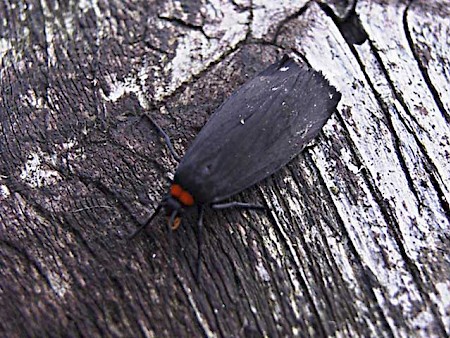 Red-necked Footman Atolmis rubricollis