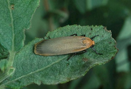 Buff Footman Eilema depressa