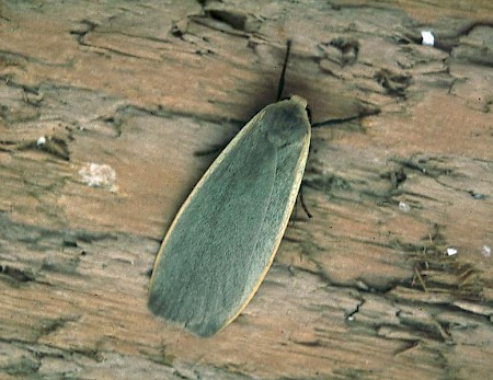 Dingy Footman Eilema griseola