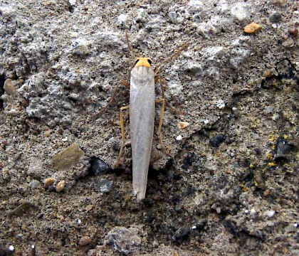 Adult &bull; Strumble Head, Pembrokeshire &bull; &copy; Keith Dover