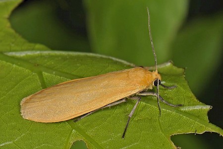 Orange Footman Eilema sororcula