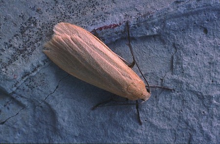 Orange Footman Eilema sororcula