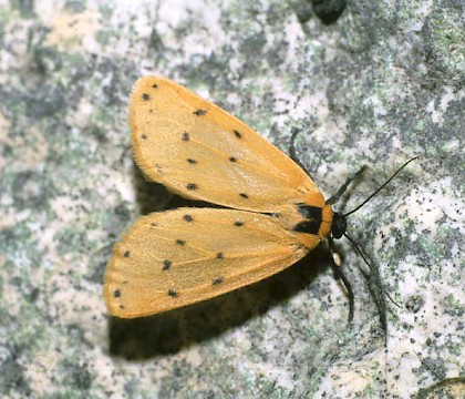 Adult &bull; Maiden Castle, Dorset &bull; &copy; Jim Porter